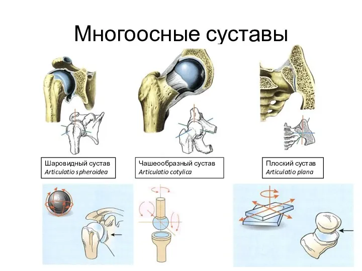 Многоосные суставы Плоский сустав Articulatio plana Шаровидный сустав Articulatio spheroidea Чашеообразный сустав Articulatio cotylica