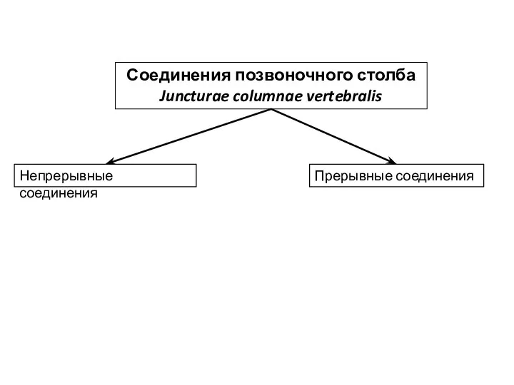 Соединения позвоночного столба Juncturae columnae vertebralis Непрерывные соединения Прерывные соединения