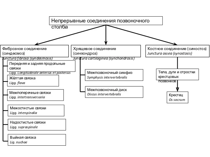 Непрерывные соединения позвоночного столба Фиброзное соединение (синдесмоз) Junctura fibrosa (syndesmosis)