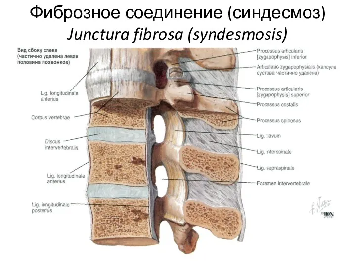 Фиброзное соединение (синдесмоз) Junctura fibrosa (syndesmosis)