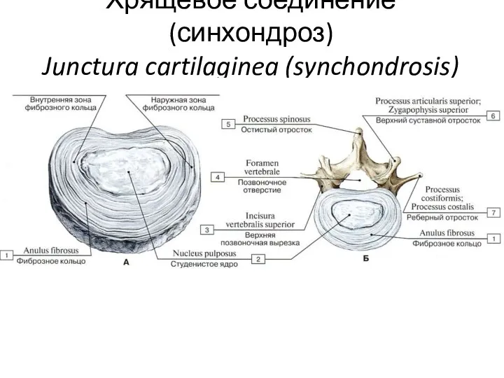 Хрящевое соединение (синхондроз) Junctura cartilaginea (synchondrosis)