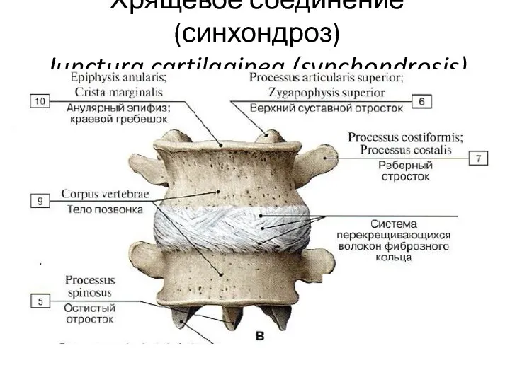 Хрящевое соединение (синхондроз) Junctura cartilaginea (synchondrosis)