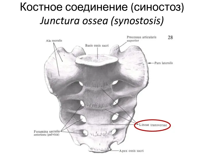 Костное соединение (синостоз) Junctura ossea (synostosis)