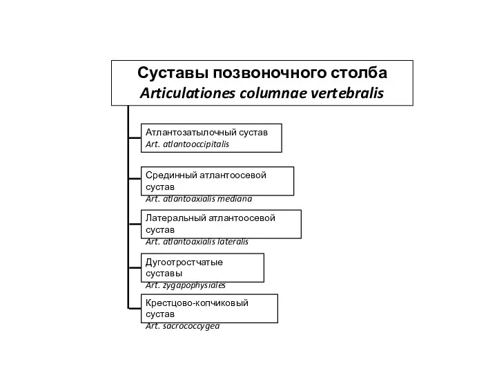 Суставы позвоночного столба Articulationes columnae vertebralis Атлантозатылочный сустав Art. atlantooccipitalis