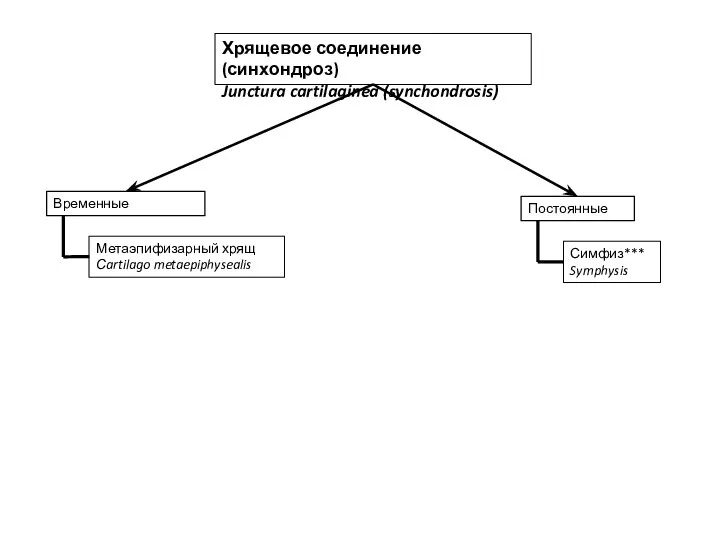 Хрящевое соединение (синхондроз) Junctura cartilaginea (synchondrosis) Временные Постоянные Метаэпифизарный хрящ Сartilago metaepiphysealis Симфиз*** Symphysis