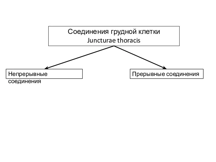 Соединения грудной клетки Juncturae thoracis Непрерывные соединения Прерывные соединения