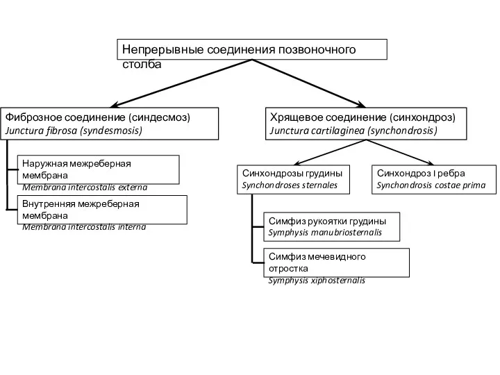 Непрерывные соединения позвоночного столба Фиброзное соединение (синдесмоз) Junctura fibrosa (syndesmosis)