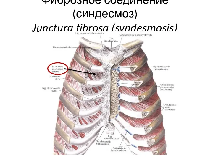 Фиброзное соединение (синдесмоз) Junctura fibrosa (syndesmosis)