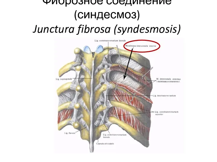 Фиброзное соединение (синдесмоз) Junctura fibrosa (syndesmosis)