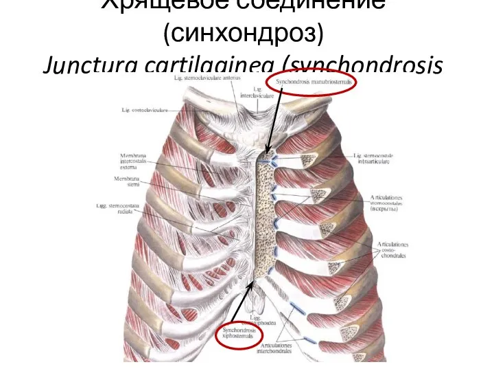 Хрящевое соединение (синхондроз) Junctura cartilaginea (synchondrosis