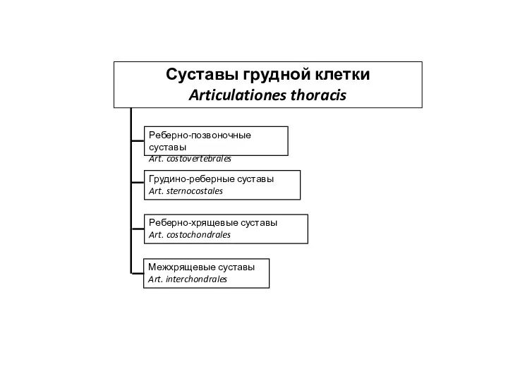 Суставы грудной клетки Articulationes thoracis Реберно-позвоночные суставы Art. costovertebrales Грудино-реберные