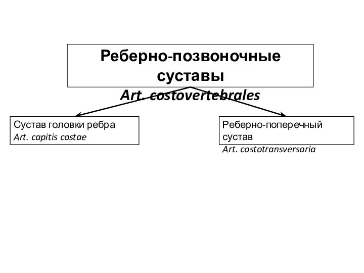 Реберно-позвоночные суставы Art. costovertebrales Сустав головки ребра Art. capitis costae Реберно-поперечный сустав Art. costotransversaria