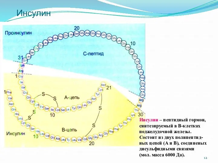 Инсулин Инсулин – пептидный гормон, синтезируемый в В-клетках поджелудочной железы.