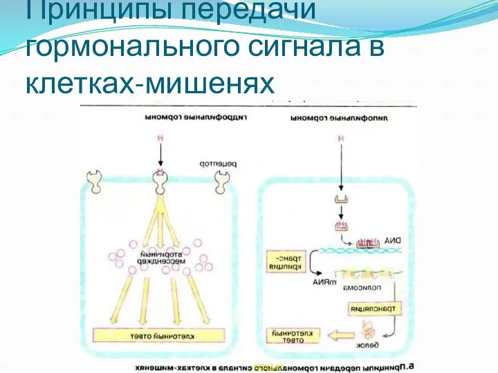 Принципы передачи гормонального сигнала в клетках-мишенях ximia.org