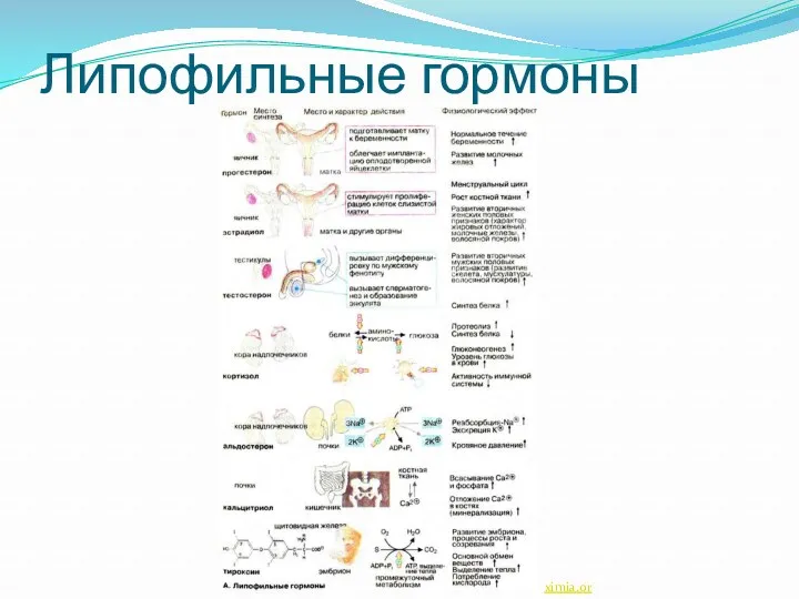 Липофильные гормоны ximia.org