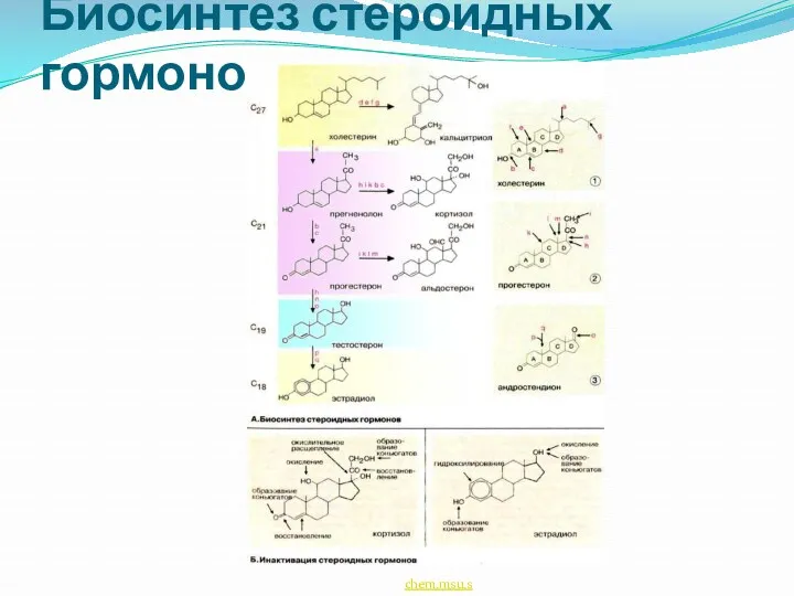 Биосинтез стероидных гормонов chem.msu.su