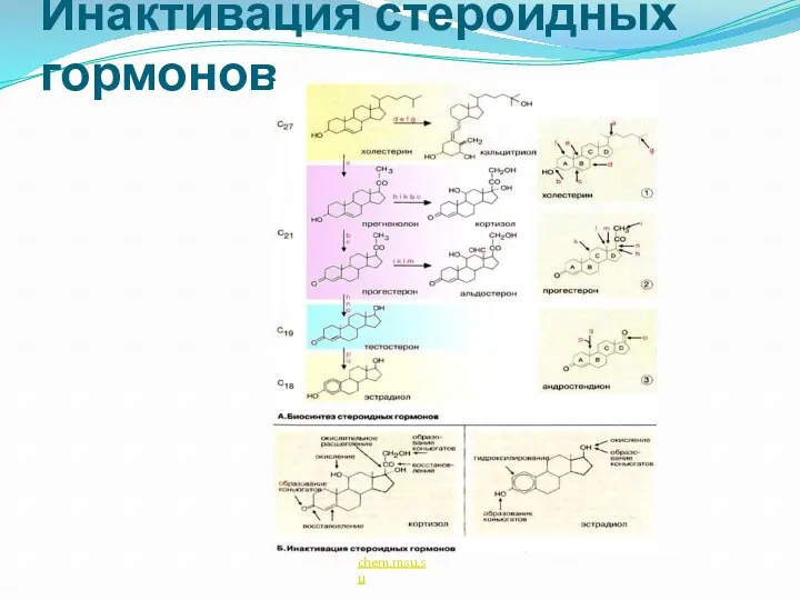 Инактивация стероидных гормонов chem.msu.su