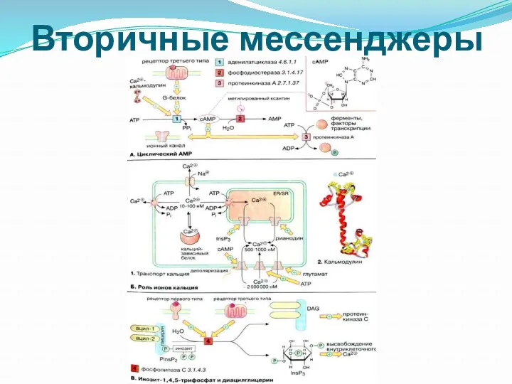 Вторичные мессенджеры