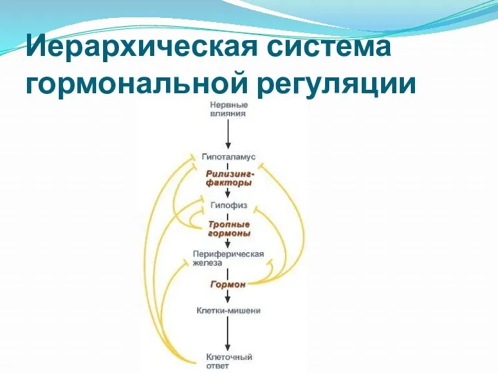 Иерархическая система гормональной регуляции