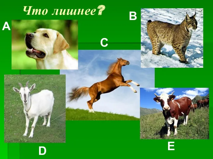 Что лишнее? A B C D E