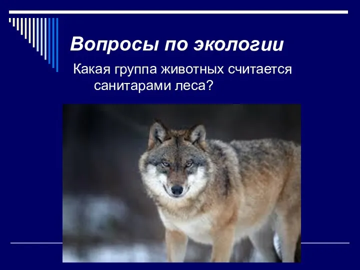 Вопросы по экологии Какая группа животных считается санитарами леса? Растительноядные Всеядные Хищные