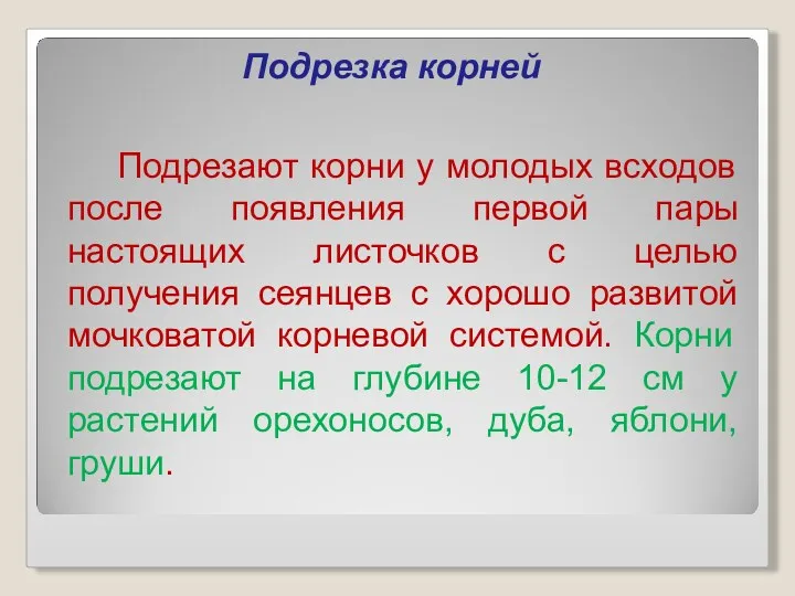 Подрезка корней Подрезают корни у молодых всходов после появления первой