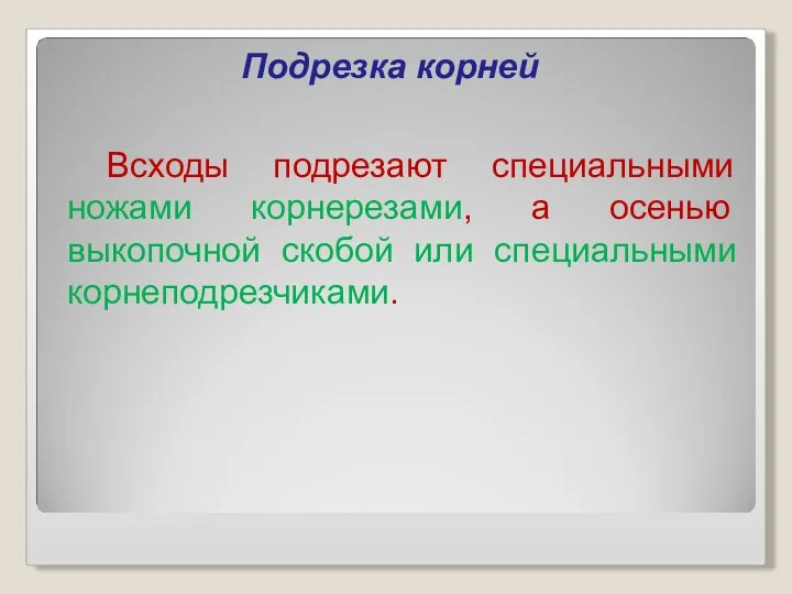 Подрезка корней Всходы подрезают специальными ножами корнерезами, а осенью выкопочной скобой или специальными корнеподрезчиками.