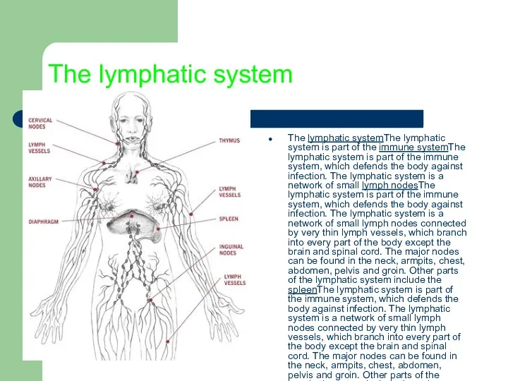 The lymphatic system The lymphatic systemThe lymphatic system is part