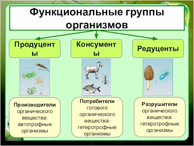 Функциональные группы организмов Продуценты Консументы Редуценты Производители органического вещества: автотрофные