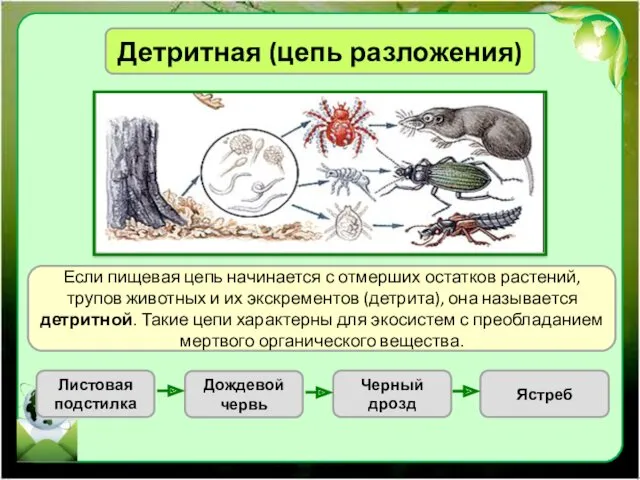 Детритная (цепь разложения) Если пищевая цепь начинается с отмерших остатков