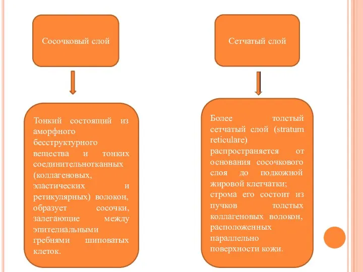 Сосочковый слой Сетчатый слой Тонкий состоящий из аморфного бесструктурного вещества