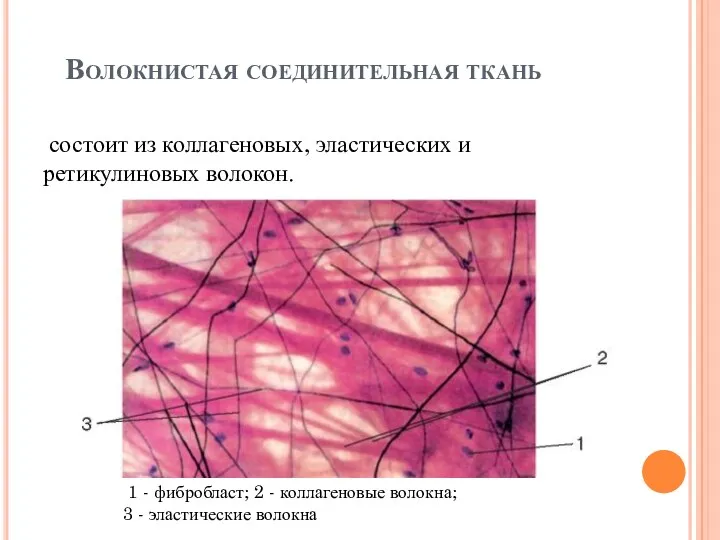 Волокнистая соединительная ткань состоит из коллагеновых, эластических и ретикулиновых волокон.