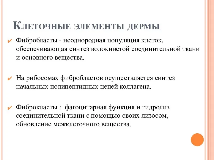 Клеточные элементы дермы Фибробласты - неоднородная популяция клеток, обеспечивающая синтез