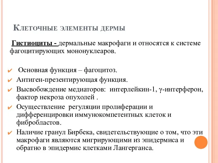 Клеточные элементы дермы Гистиоциты - дермальные макрофаги и относятся к