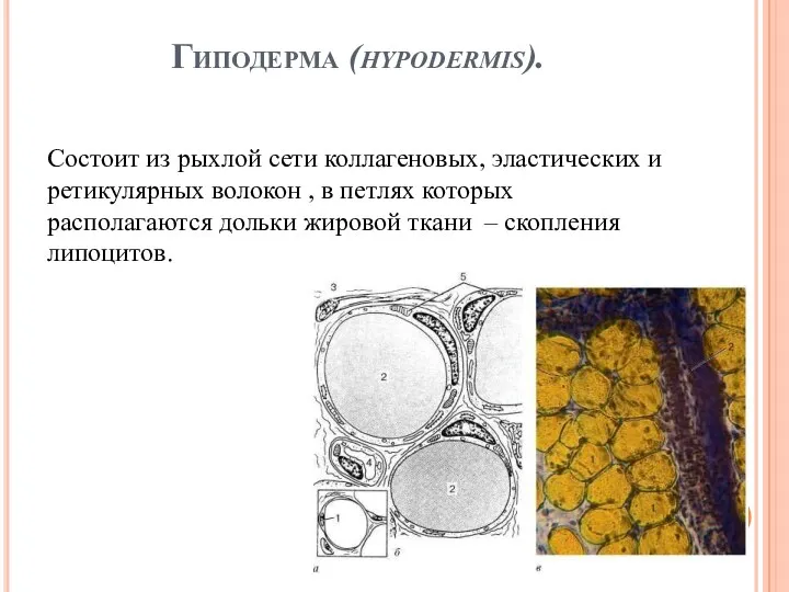 Гиподерма (hypodermis). Состоит из рыхлой сети коллагеновых, эластических и ретикулярных