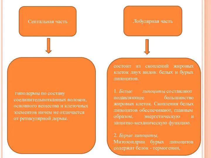 Септальная часть Лобулярная часть гиподермы по составу соединительнотканных волокон, основного