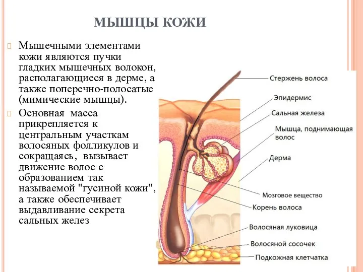 МЫШЦЫ КОЖИ Мышечными элементами кожи являются пучки гладких мышечных волокон,