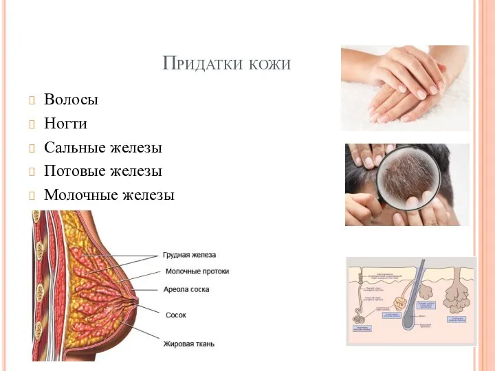 Придатки кожи Волосы Ногти Сальные железы Потовые железы Молочные железы