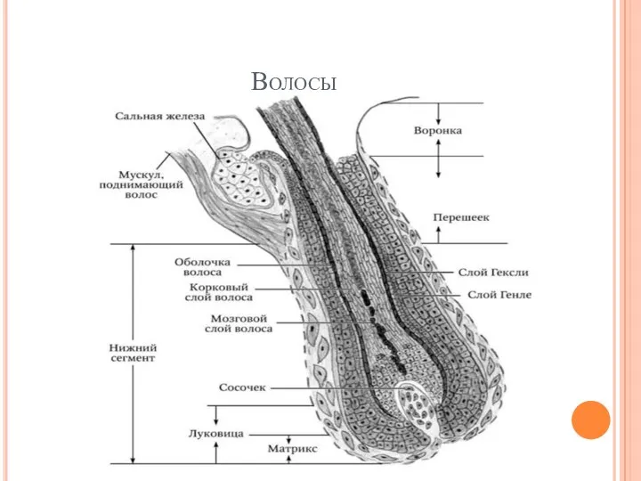 Волосы