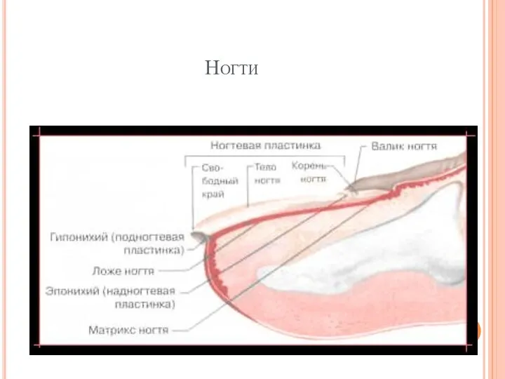 Ногти