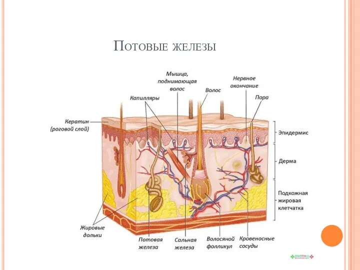 Потовые железы