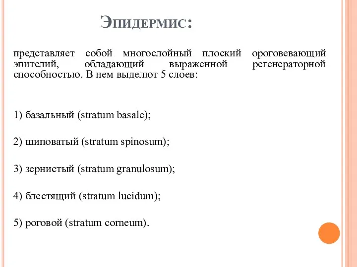 Эпидермис: представляет собой многослойный плоский ороговевающий эпителий, обладающий выраженной регенераторной