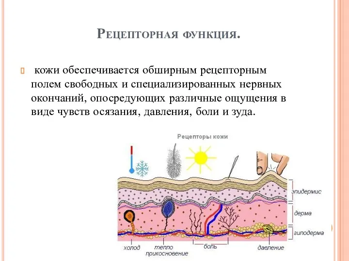 Рецепторная функция. кожи обеспечивается обширным рецепторным полем свободных и специализированных