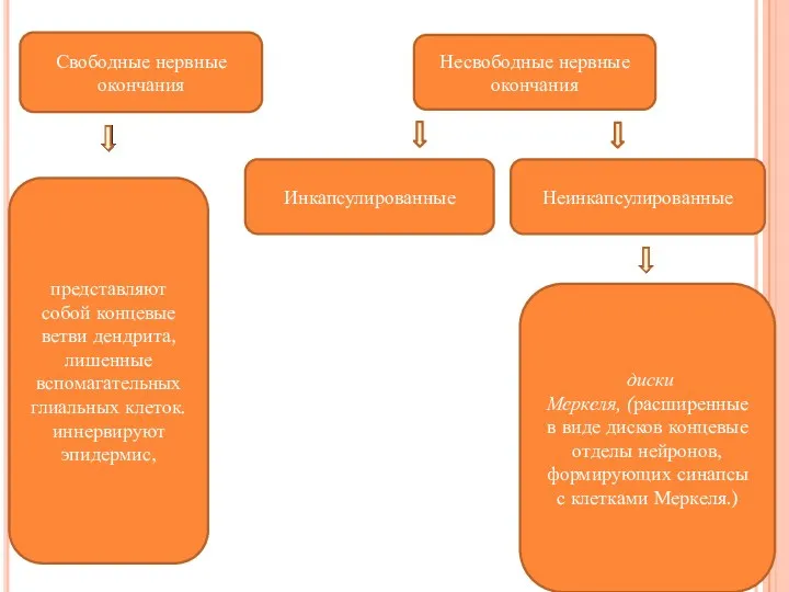 Свободные нервные окончания Несвободные нервные окончания представляют собой концевые ветви