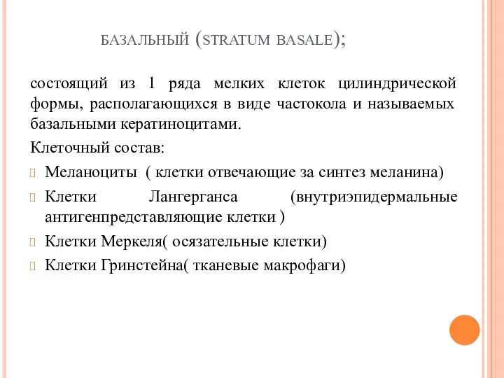 базальный (stratum basale); состоящий из 1 ряда мелких клеток цилиндрической