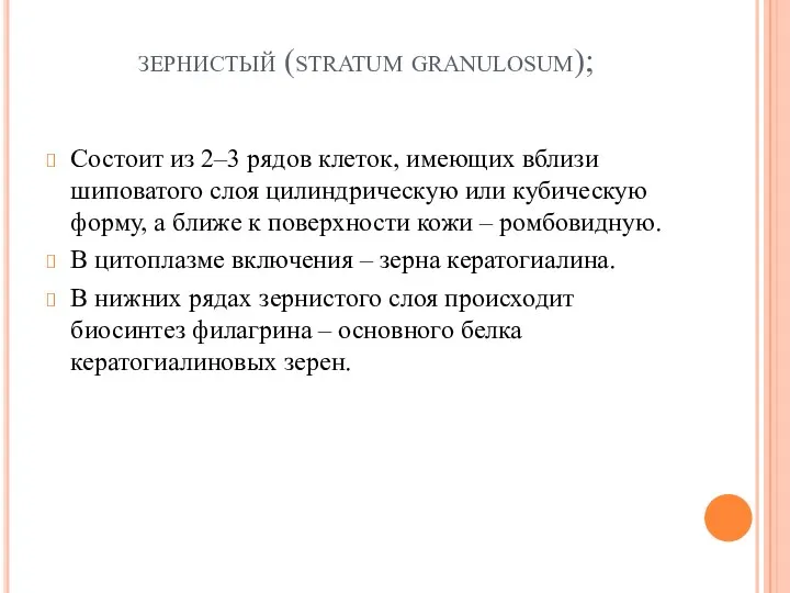 зернистый (stratum granulosum); Состоит из 2–3 рядов клеток, имеющих вблизи