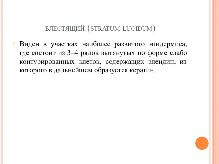 блестящий (stratum lucidum) Виден в участках наиболее развитого эпидермиса, где