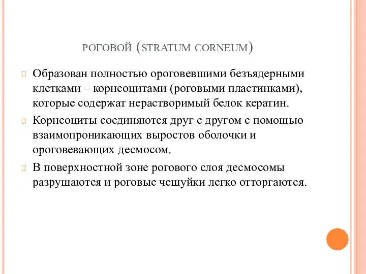 роговой (stratum corneum) Образован полностью ороговевшими безъядерными клетками – корнеоцитами