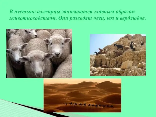 В пустыне алжирцы занимаются главным образом животноводством. Они разводят овец, коз и верблюдов.