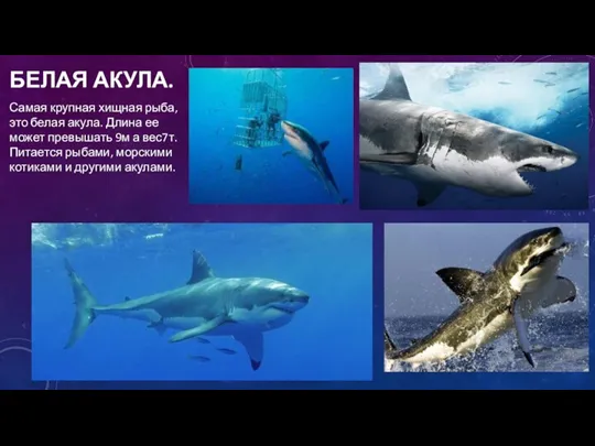 БЕЛАЯ АКУЛА. Самая крупная хищная рыба, это белая акула. Длина